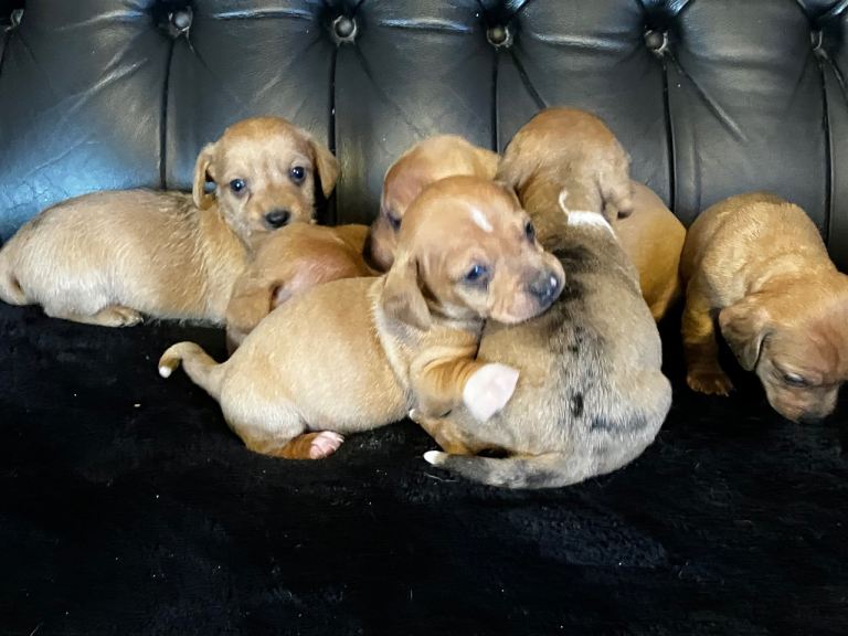 Miniature dachshund puppies 