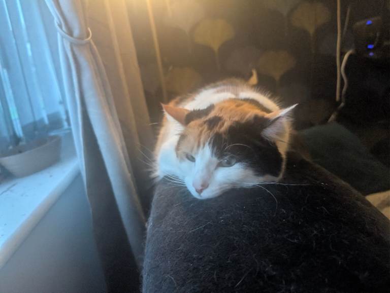 Brother and sister long fur cats