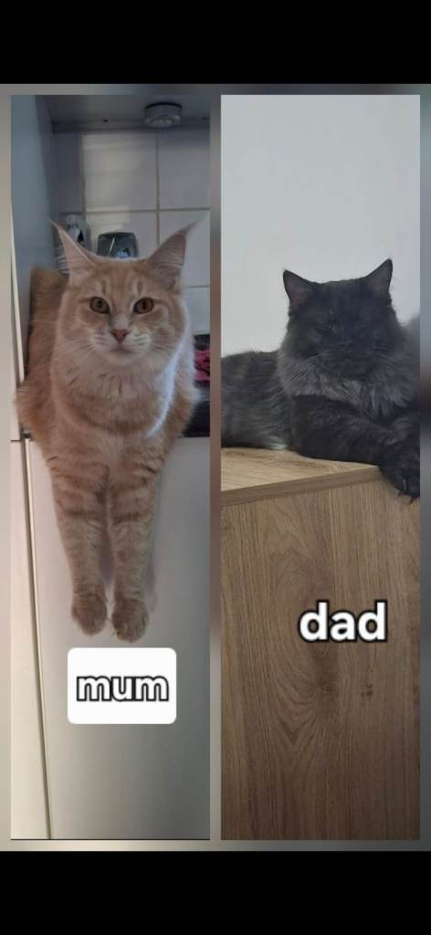 Kittens..... maine coon/ragdolls