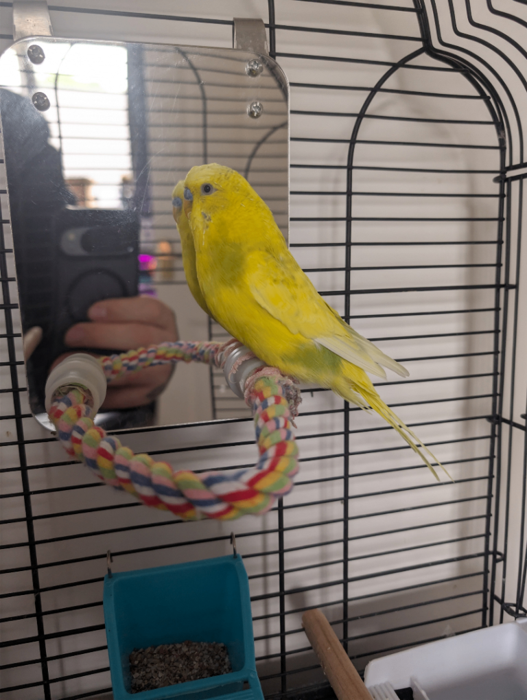 1year old male Budgie