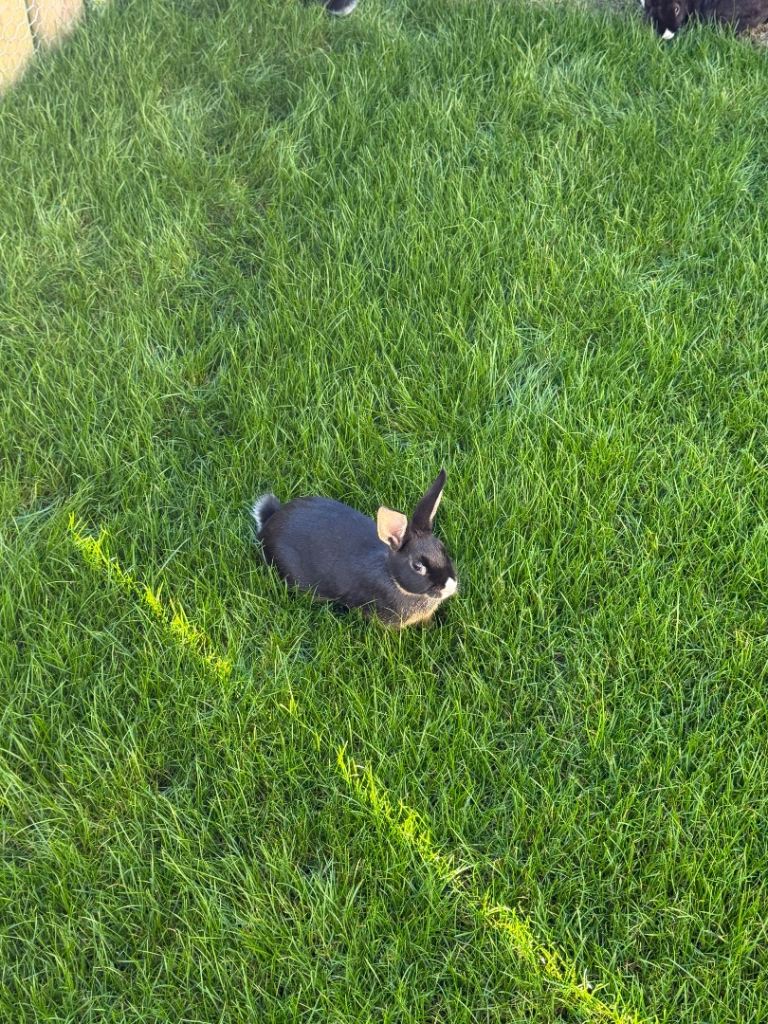 3 baby bunnies 10 weeks old ready to go £25 each