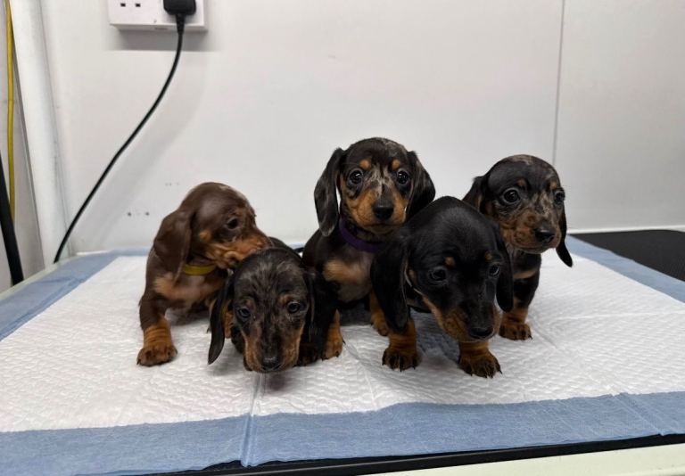READY NOW KC registered miniature dachshunds