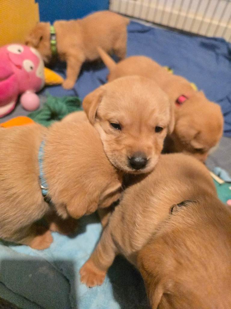 Labrador puppies 