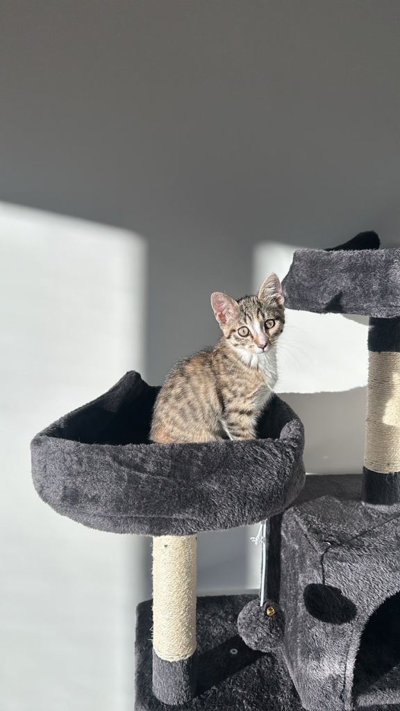 Beautiful, Healthy Kitten– Ready for Forever A Home