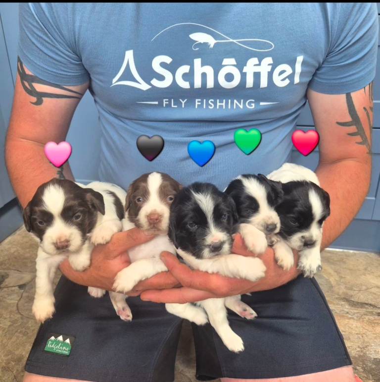Springer Spaniels