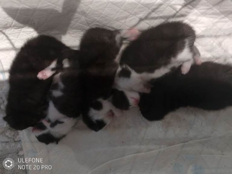 Kittens