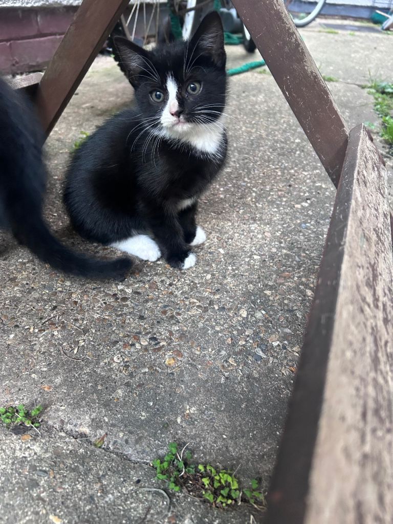 Kittens 