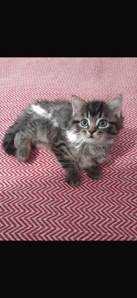 Half ragxoll kittens 