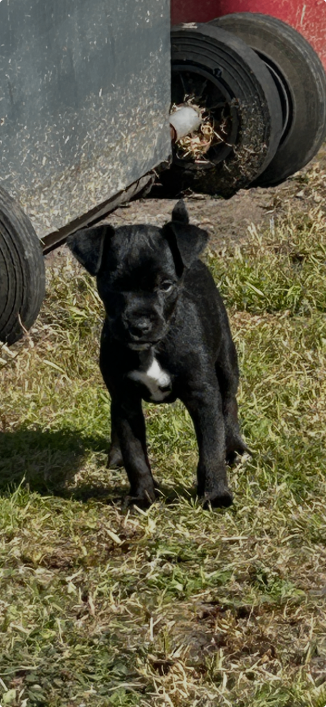 Lakeland/patterdale