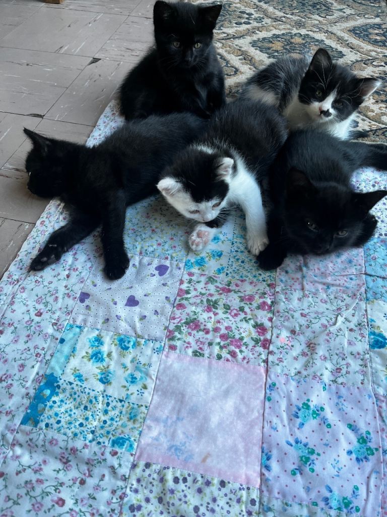 Kittens  *please see update