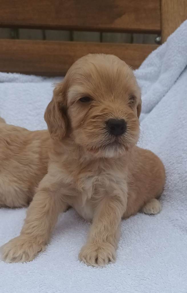 F1 STUNNING SHOW LINE COCKAPOO PUPPIES FOR SALE 