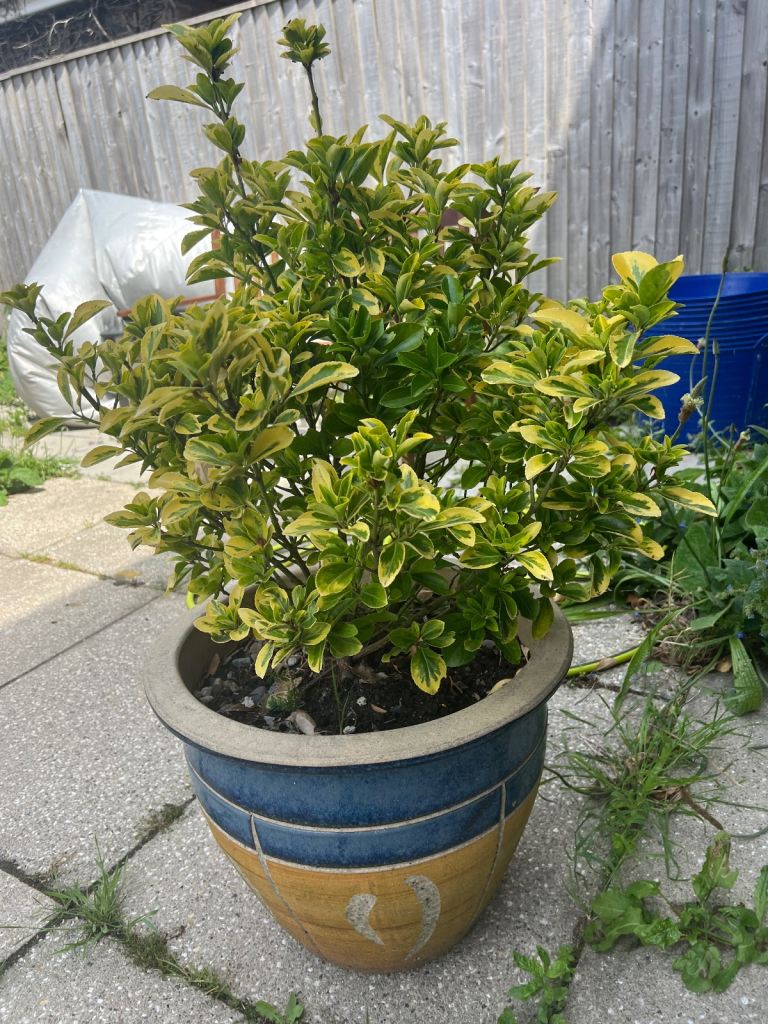 Large plant pot (plant not included)