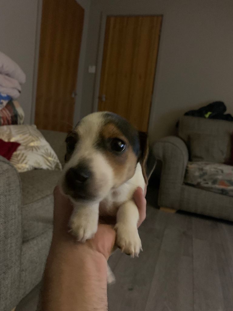 Jack Russel boy 