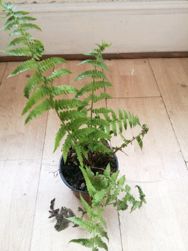 fern plant