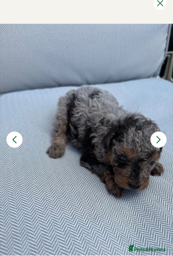 4 toy poodles puppy’s 