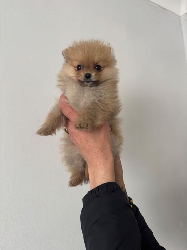 Pomeranian 