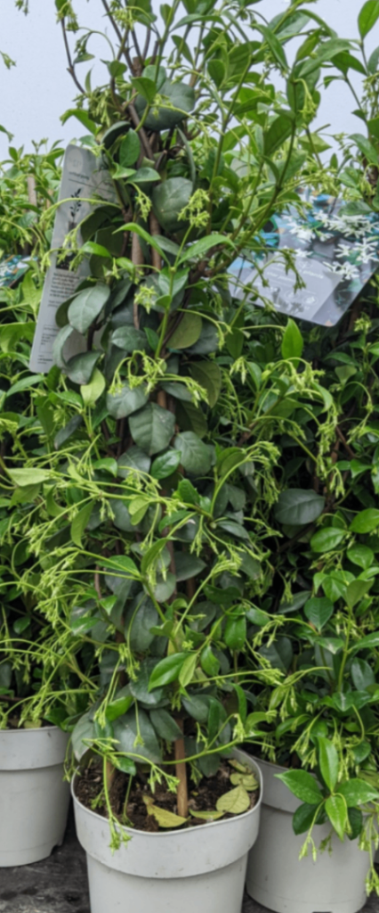 Scented Star Jasmine 🌿🌸