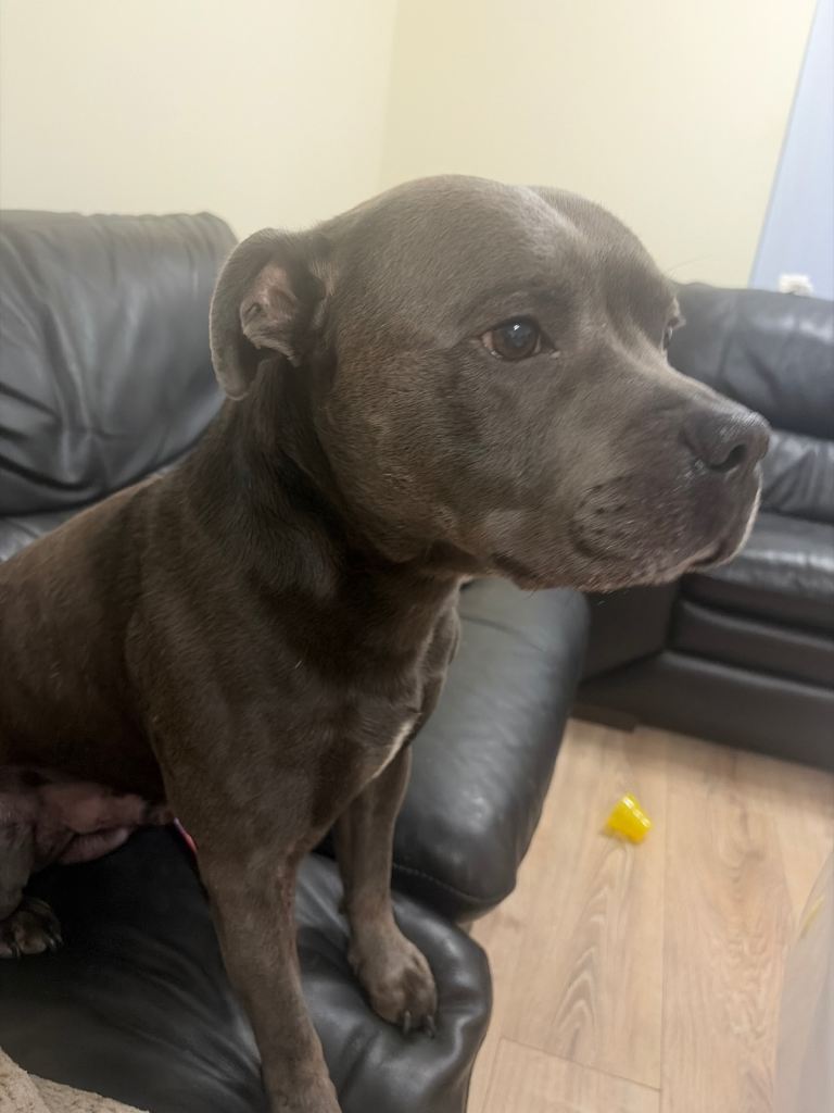 KC registered blue staff