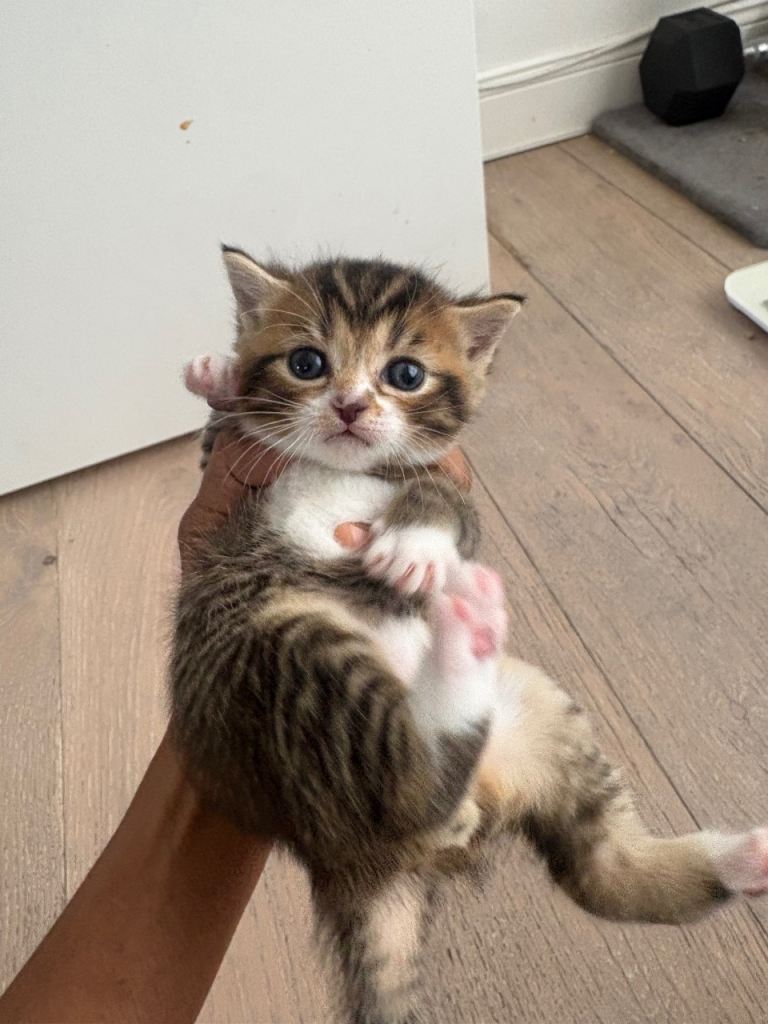 Gorgeous British Shorthair kittens 