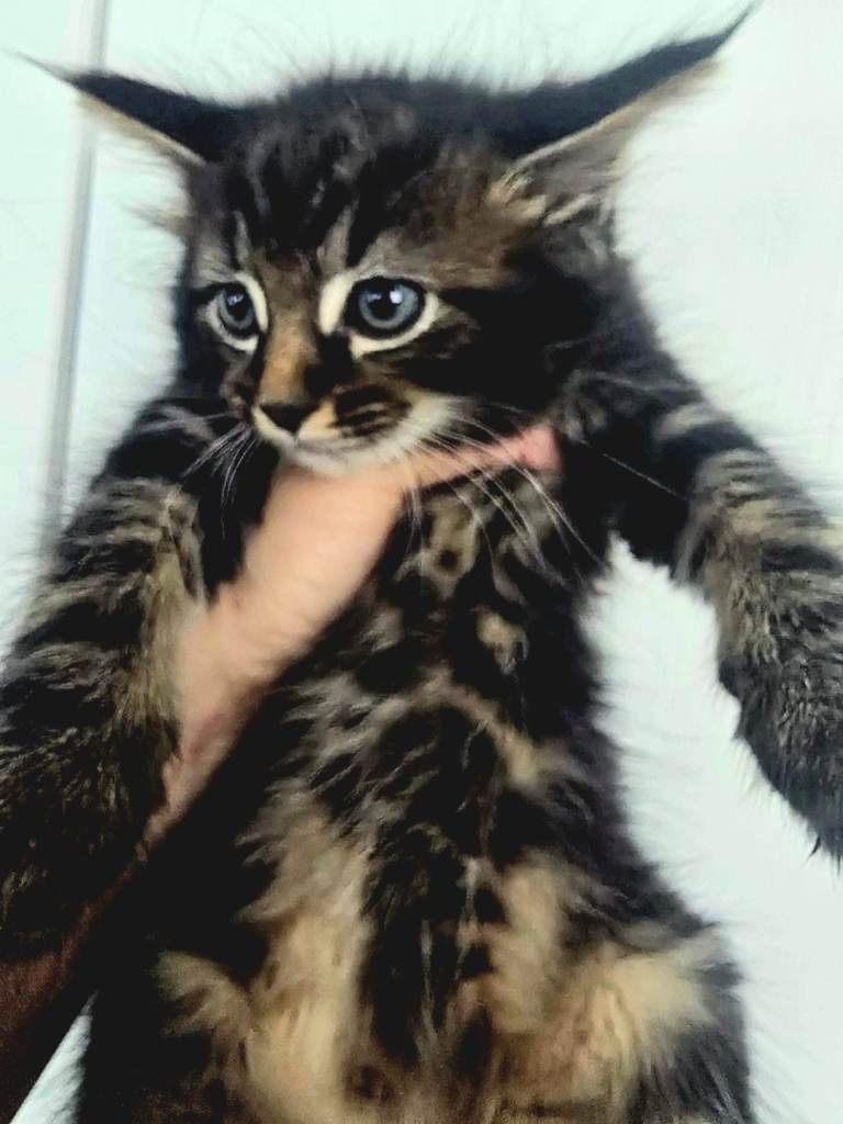 Cute kittens 