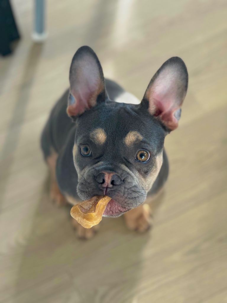 5 months old Frenchbulldog