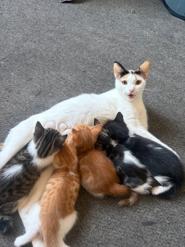 Beautiful kitten for sale 