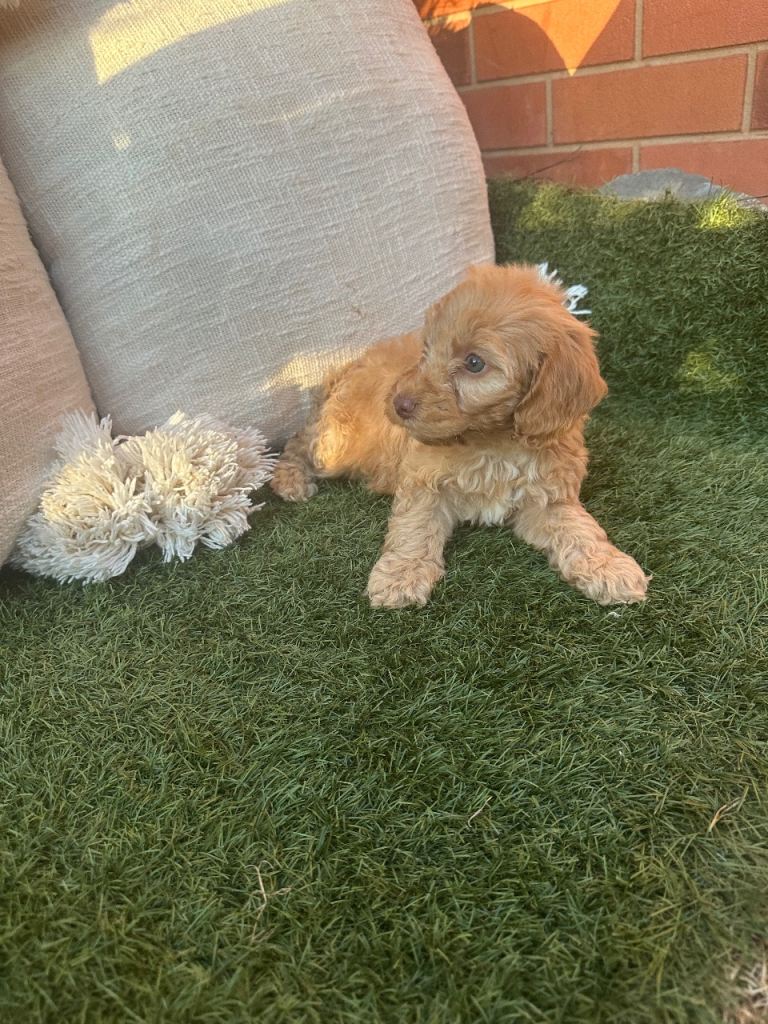 Cockapoo 
