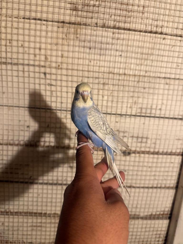 Baby budgies for sale £40 each collection mk404nn
