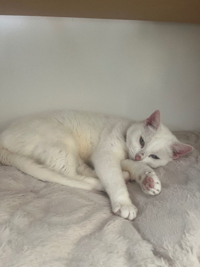 Meet lottie 