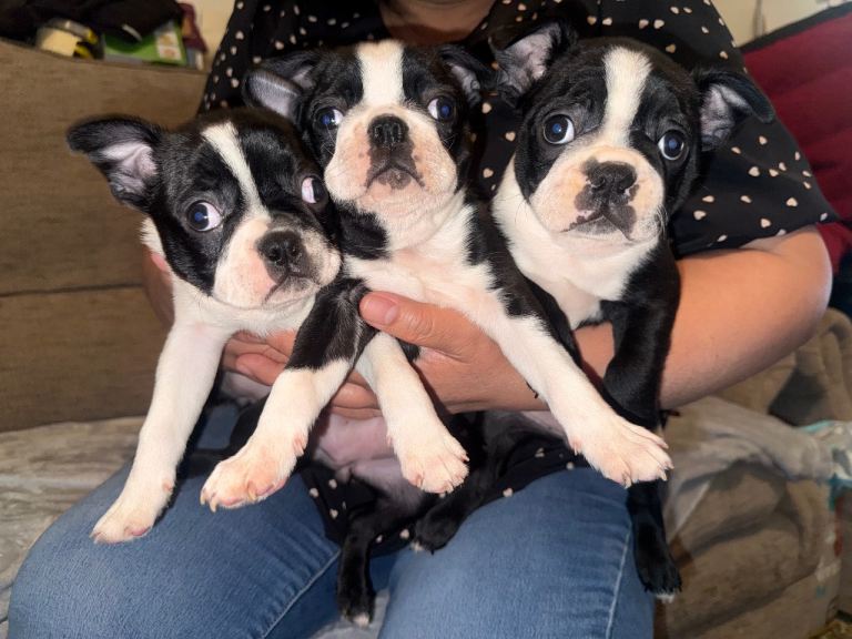 Female Boston Terrier Puppies