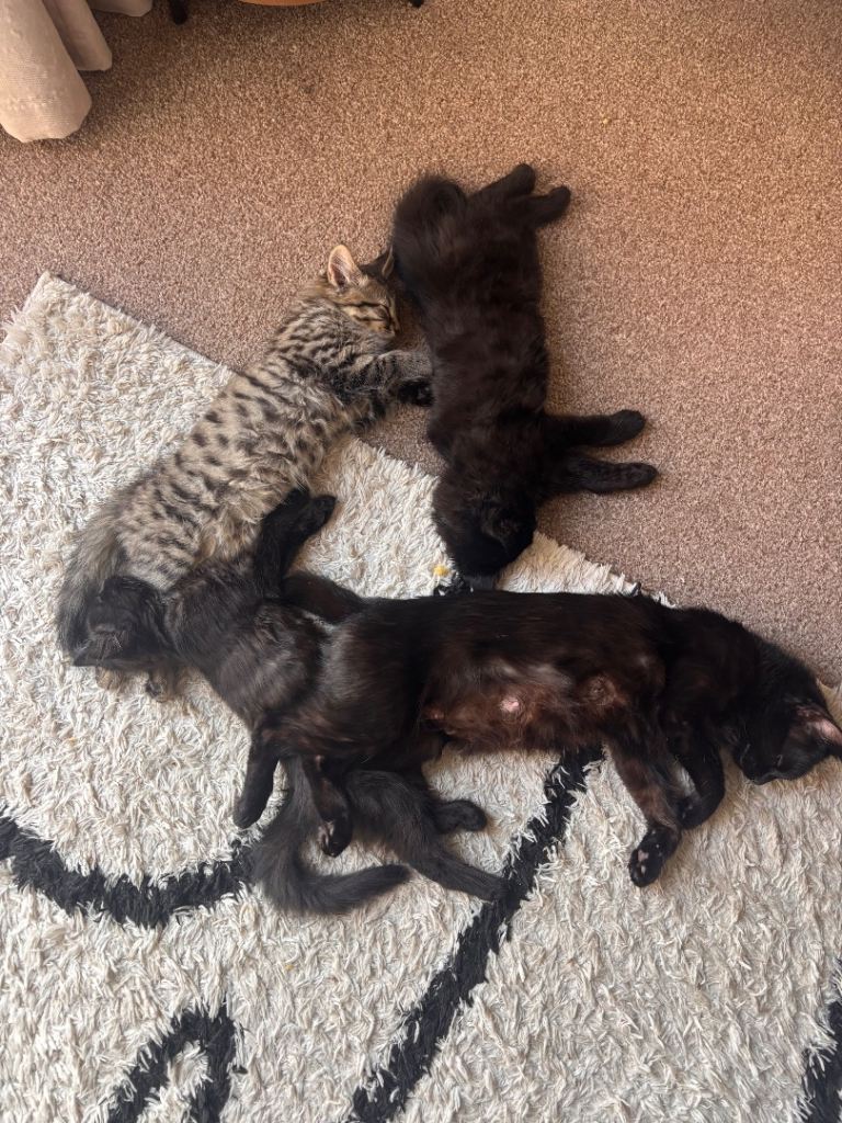 3 Kittens 2 Male 1 Female 