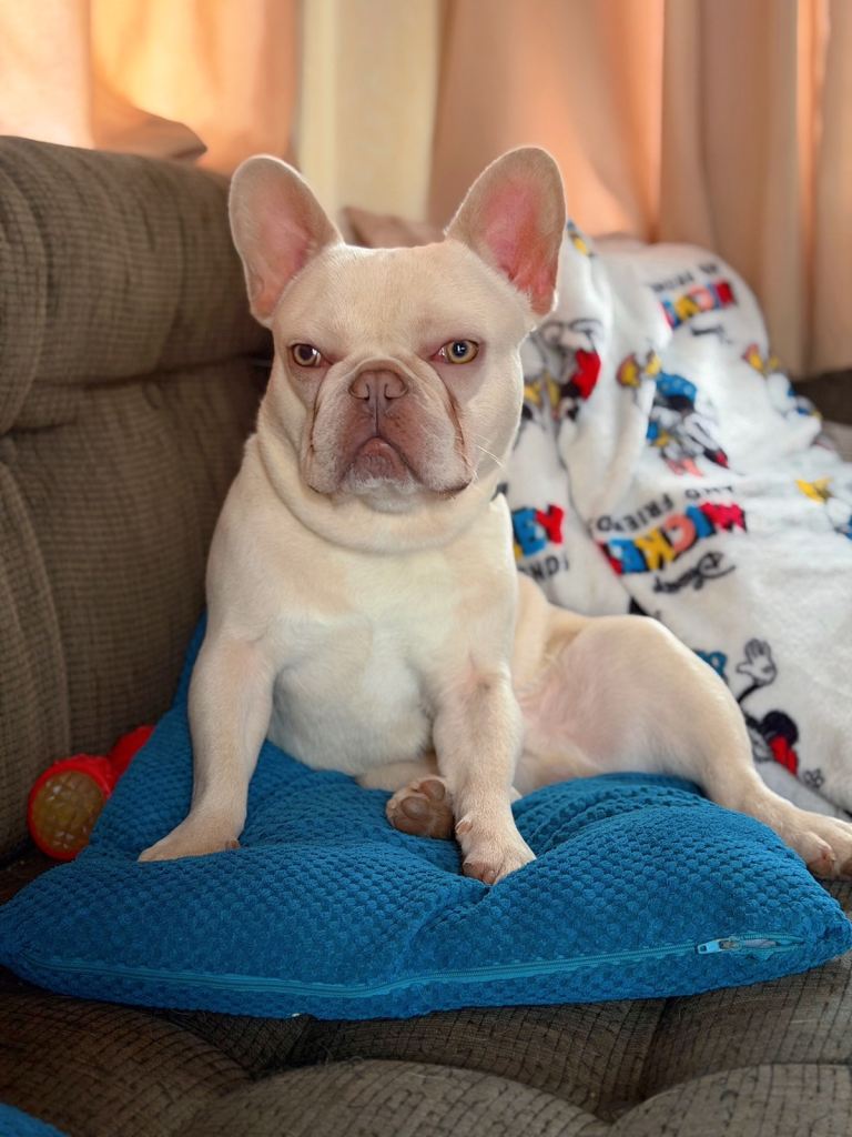 French Bulldog 1 years old