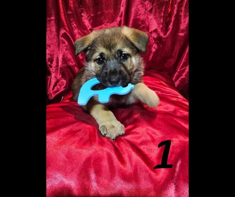 4 german shepherd x akita girl puppies