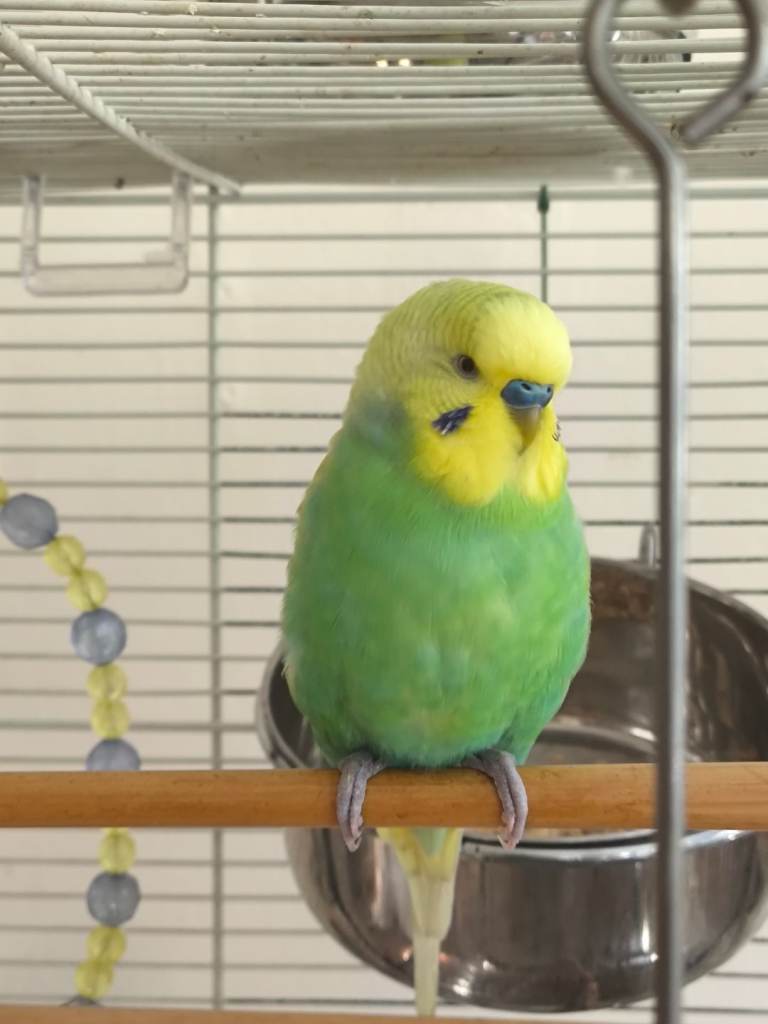Beautiful male yellowface budgie, healthy and active
