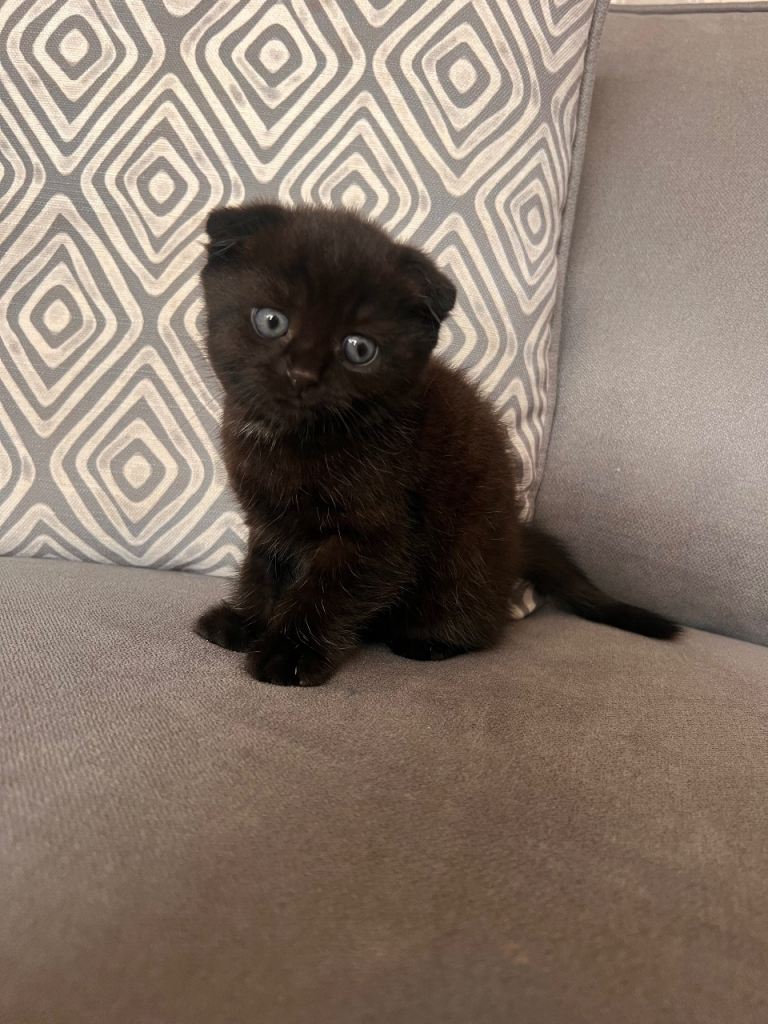 British and scotish short hair kitten