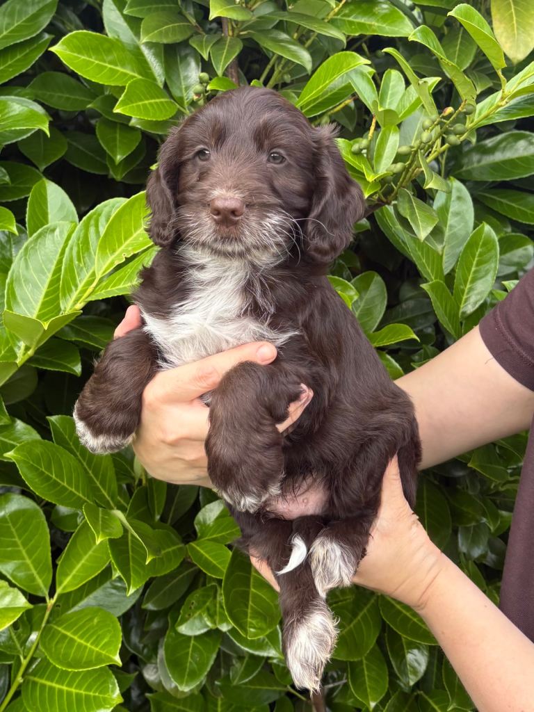 Gorgeous chocolate Cockapoo Puppy READY 22ND JUNE
