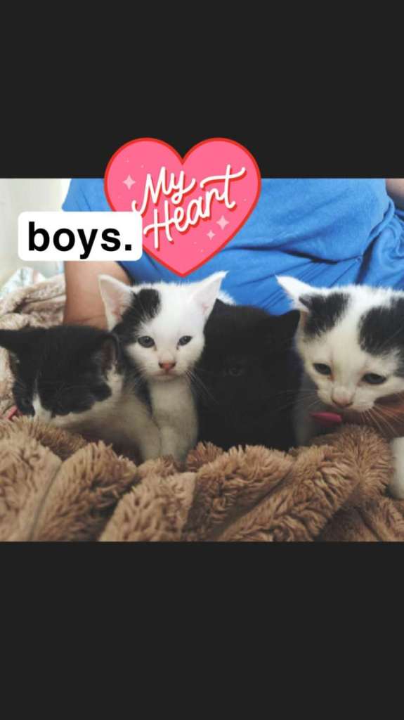 Kittens for sale