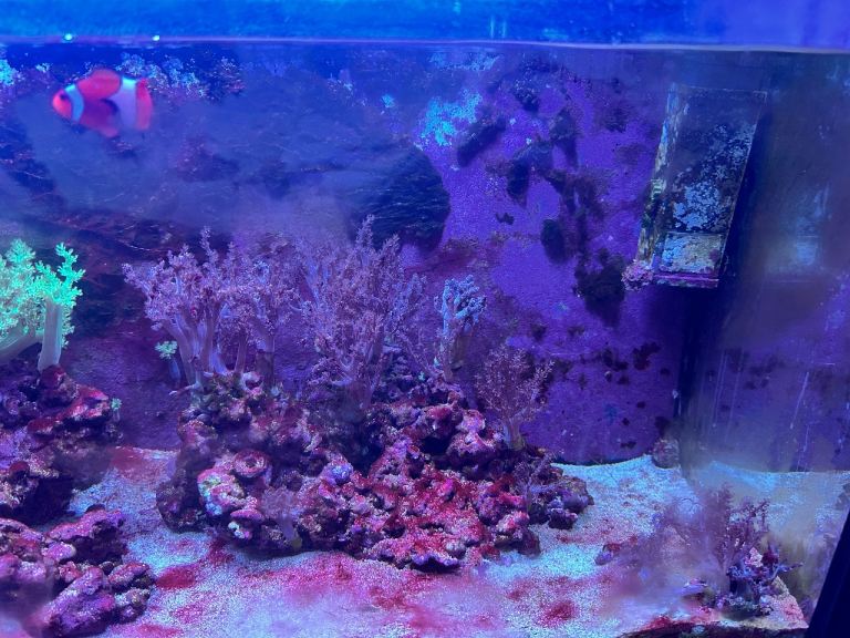 Established reef tank 