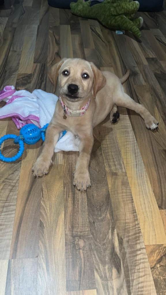 Labrador puppy for rehome asap