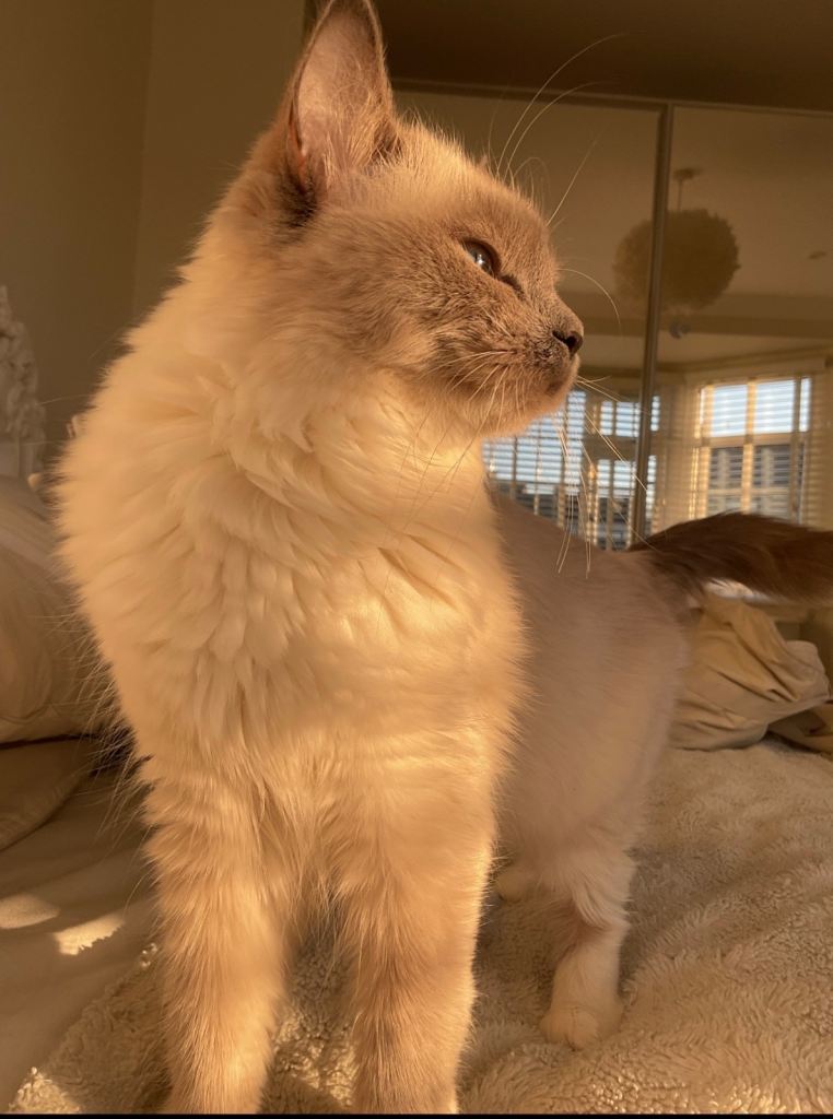  🐾 Beautiful Nearly 2 Year Old Ragdoll Girl Looking for Her Loving Forever Home ❤️