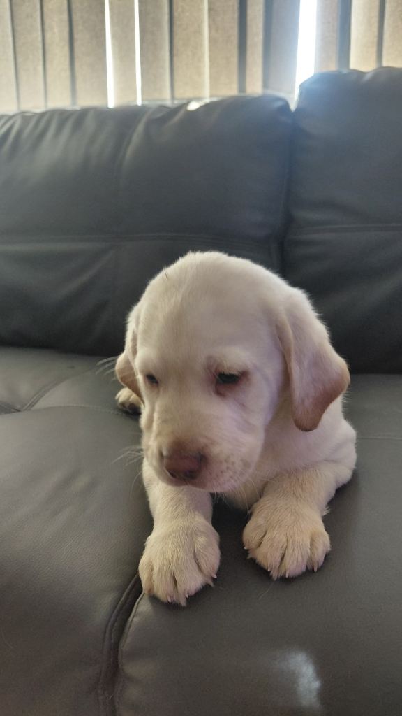 pure bred Labrador puppy