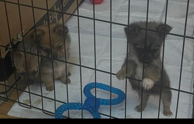  fluffy pomeranium x jack russel fur baby