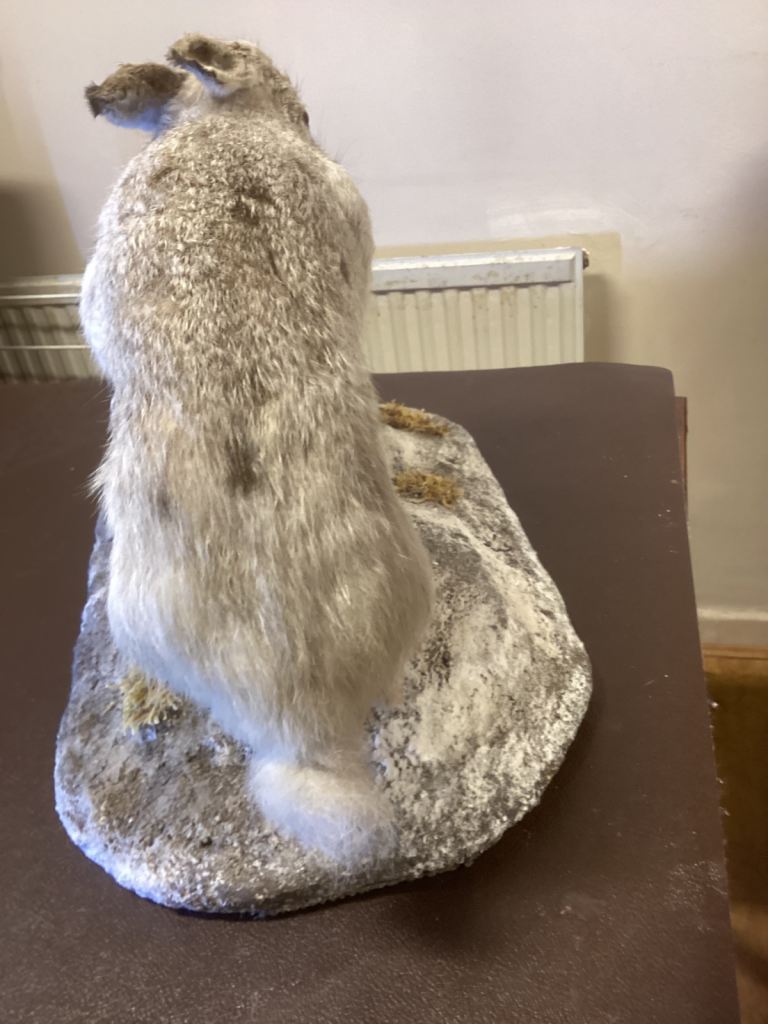 Taxidermy white hare