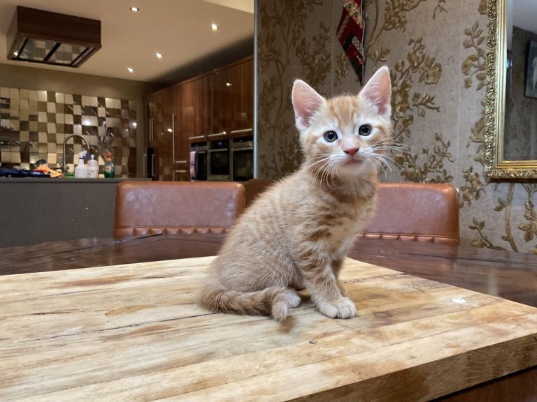 2 kittens for £150 available now