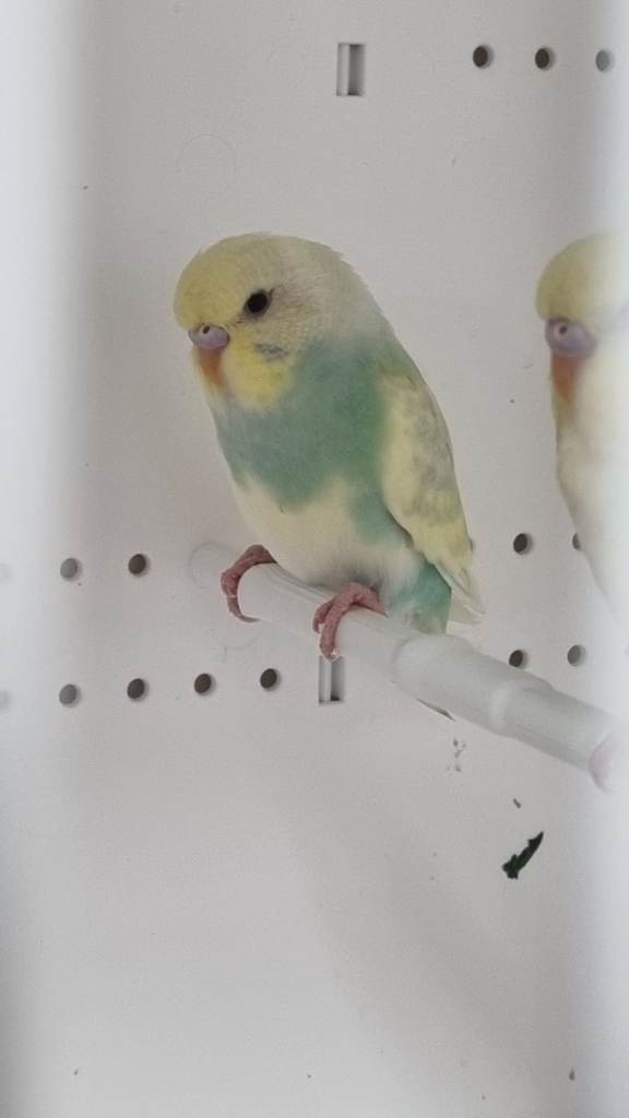 Budgies for sale 