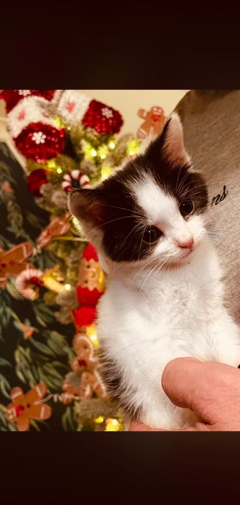 Beautiful Female Kitten