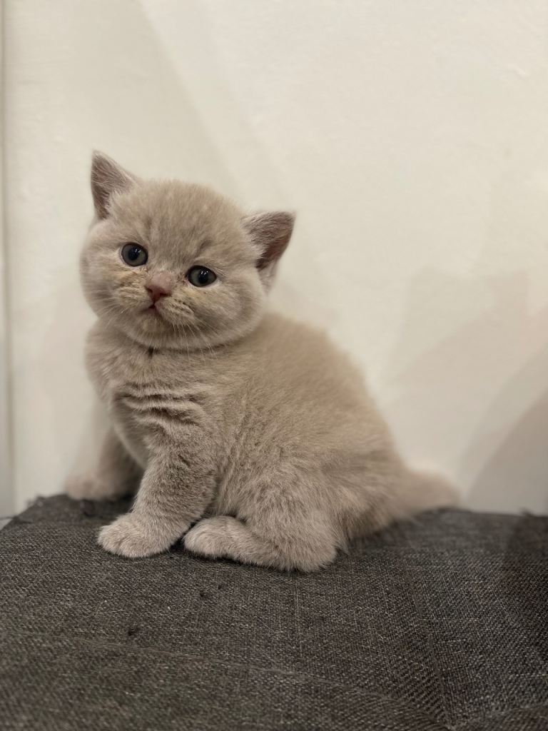 🐾Lilac British Shorthair Kittens🐾