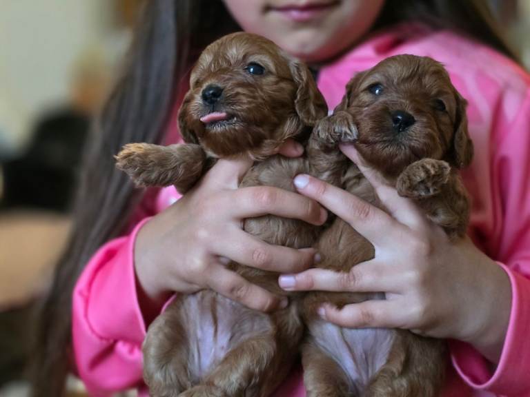 CAVAPOO