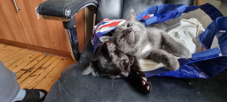 sold out 🐾 Adorable Male Kitten – 12 Weeks Old 🐾