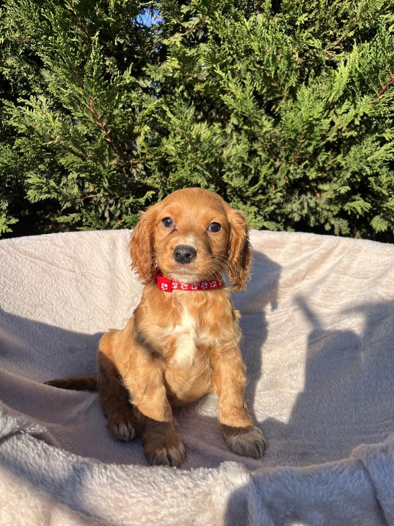 Three beautiful boy cocker spaniels remaining 